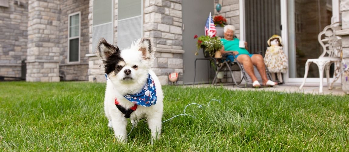 The Pets Of StoryPoint: More Fur-Ever Friends!