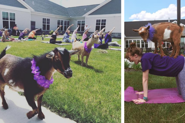 goat yoga