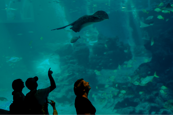 family at the aquarium