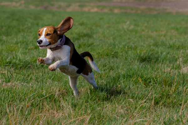 beagle running in field