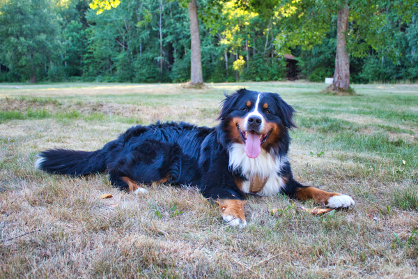 Bernese Mountain Dog