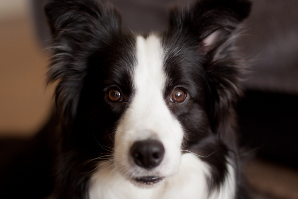 Border collie