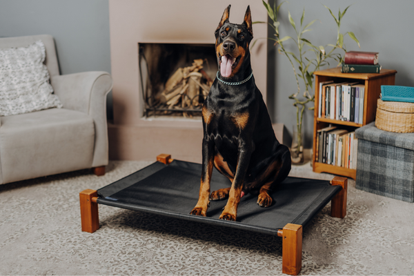 Doberman Pinscher