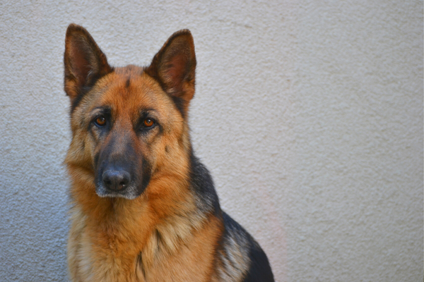 German Shepherd