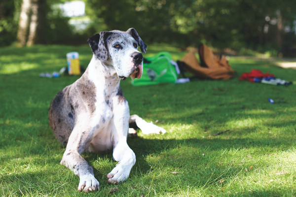 great dane laying in grass