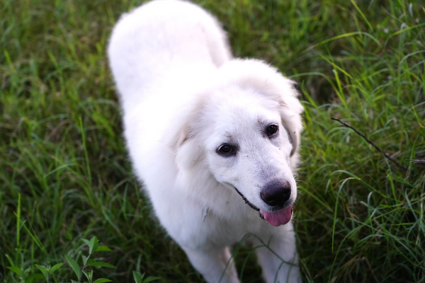 great pyrenees