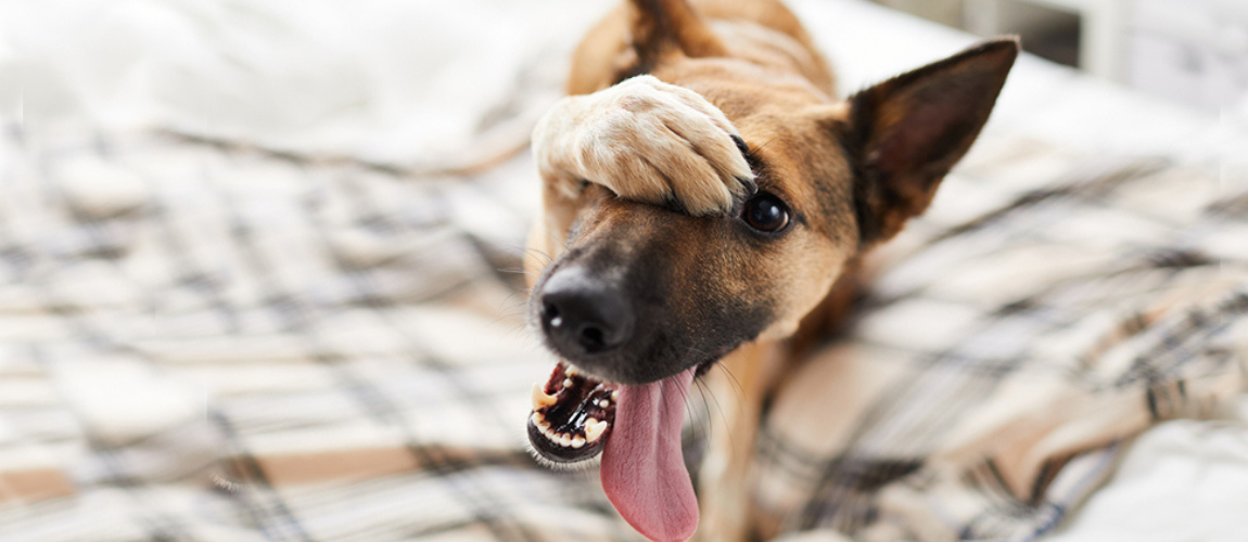 The Worst Dog Breeds For Seniors | Ten Dogs To Avoid