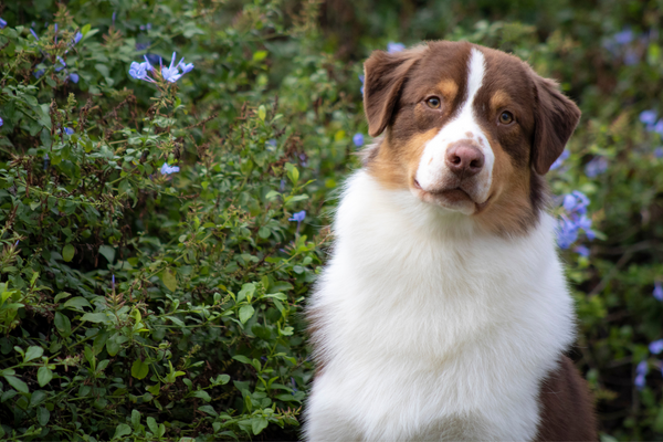 australian shepherd