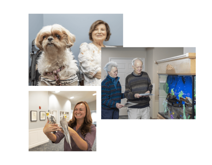 The best pets for seniors photo collage