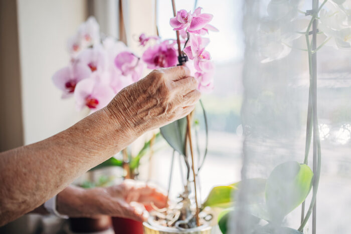 senior tending to plants